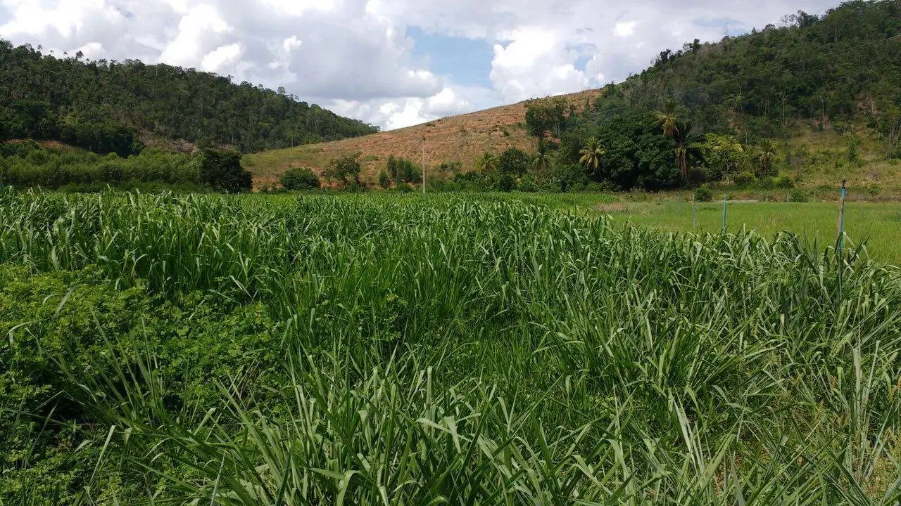 Rancho Trevo Franquiani