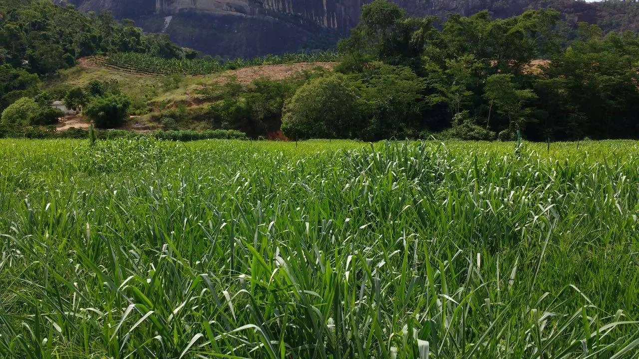 Rancho Trevo Franquiani