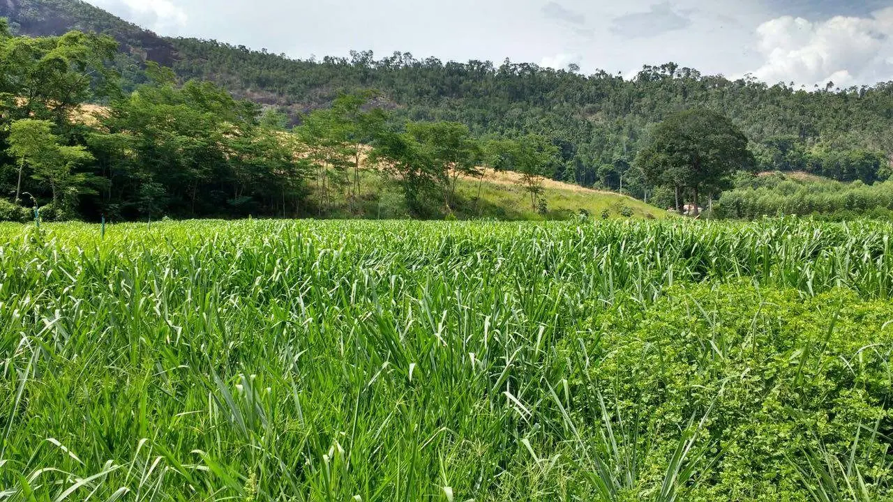 Rancho Trevo Franquiani
